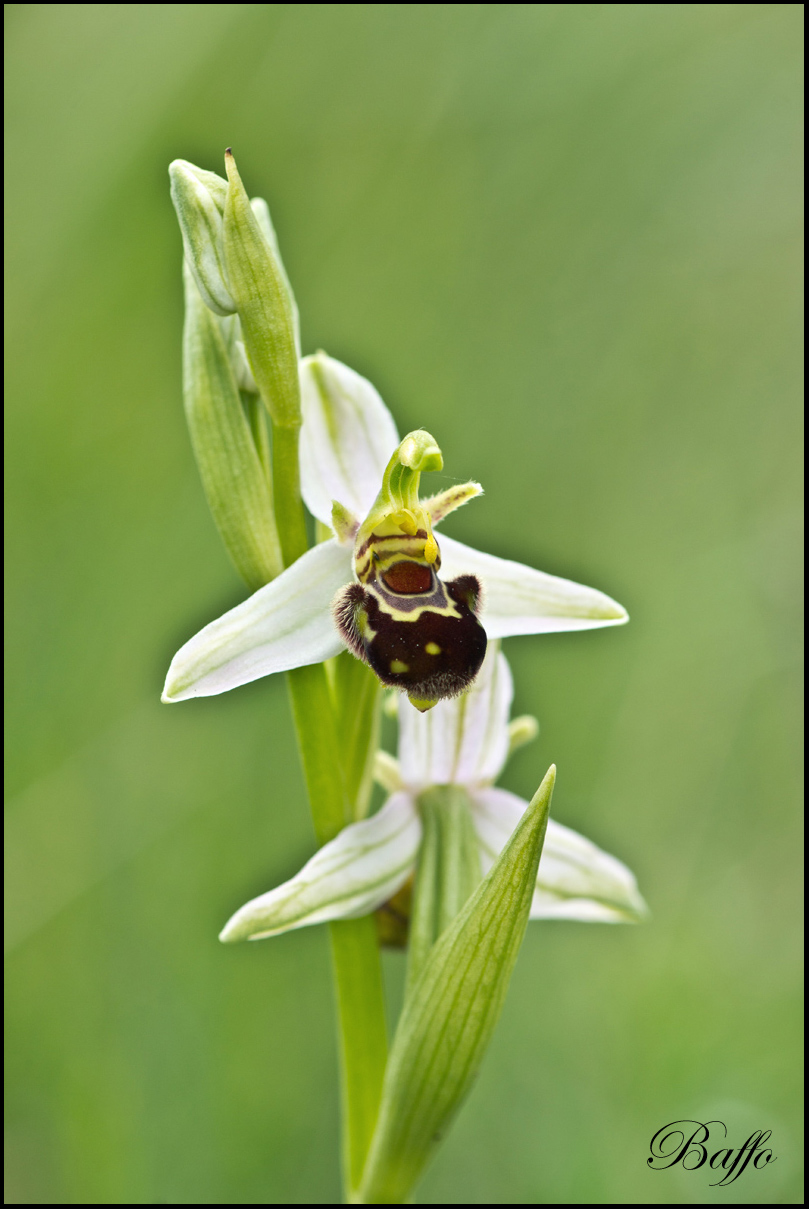 Ophrys apifera var.aurita